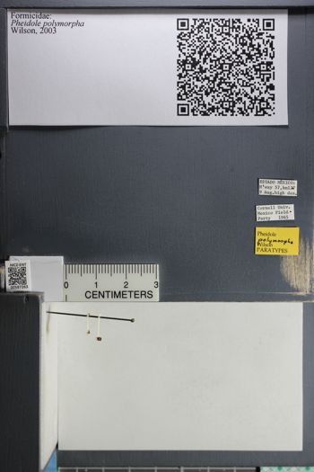 Media type: image;   Entomology 587263